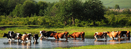 湖南省牛羊产业协会