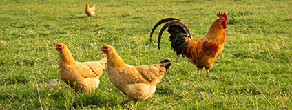 湖南省家禽产业协会