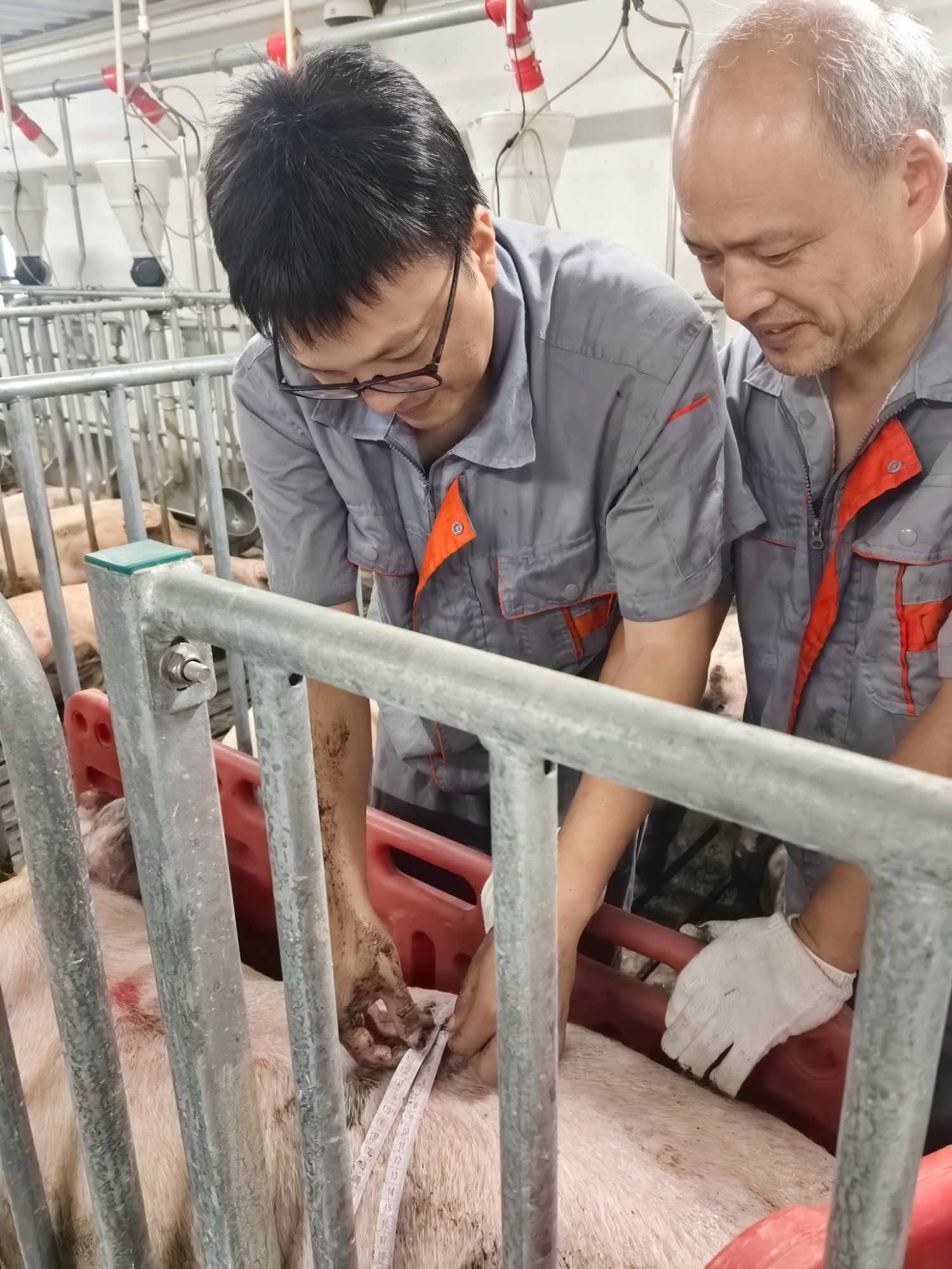 院畜牧所陈晨研究员荣获湖南省“五一劳动奖章”4.jpg